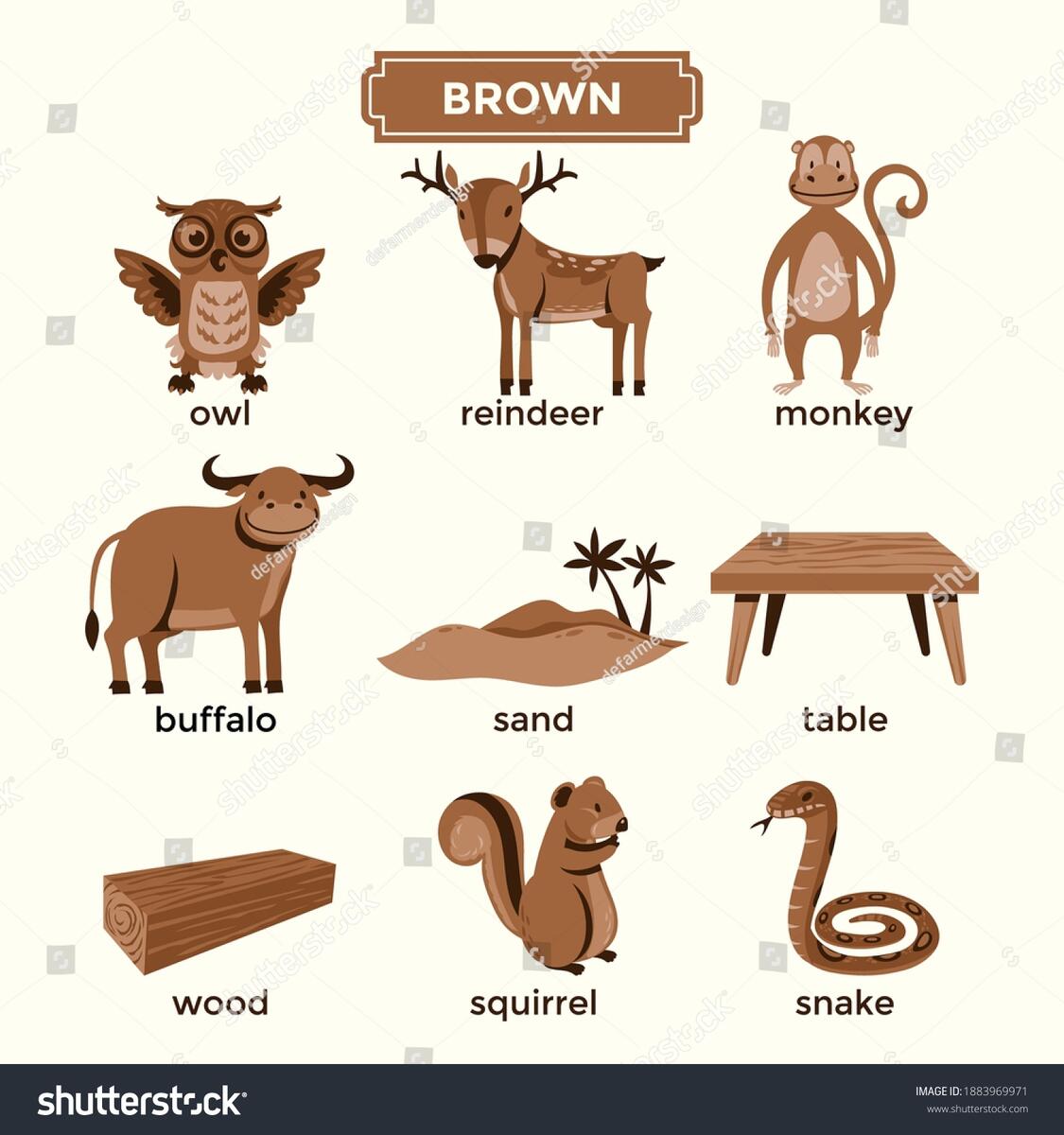 Flashcards Learning Brown Color Vocabulary Set Stock Vector Royalty Free 1883969971 Shutterstock